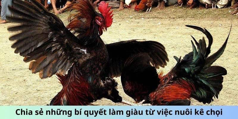 Cách thức chăn nuôi gà đá từ các tiền bối