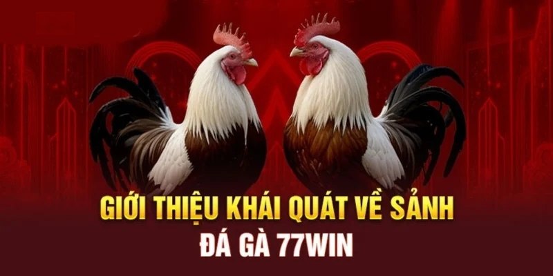 Đá gà 77WIN có chất lượng sắc nét âm thanh sống động như thật