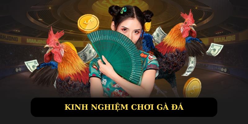 Bật mí kinh nghiệm chơi đá gà