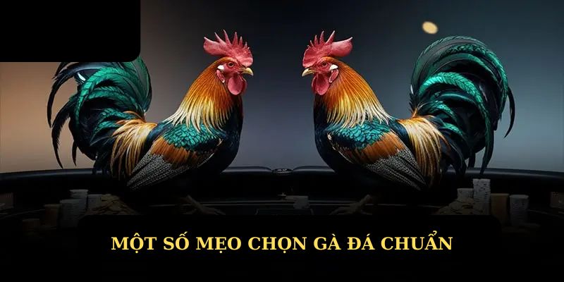 Điểm qua mẹo chọn gà đá chuẩn