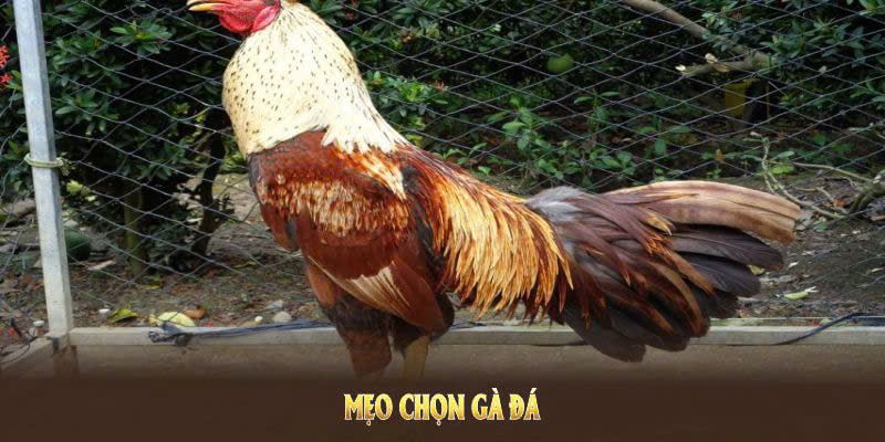 Mẹo lựa chọn chăm sóc gà đỉnh cao mà các sư kê nên tham khảo