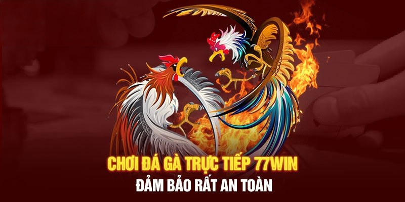 Chơi đá gà 77WIN cần lưu ý những điểm quan trọng nào