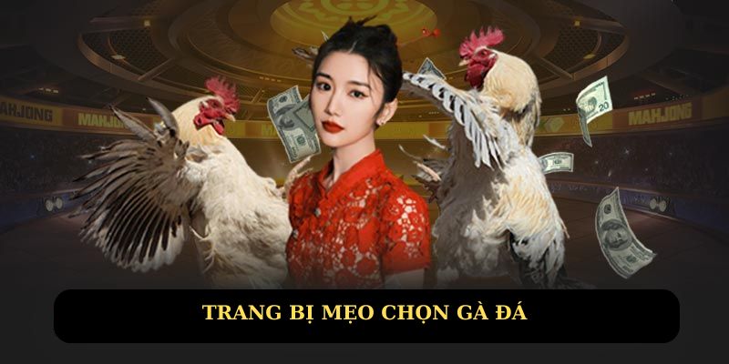 Cần trang bị mẹo chọn gà đá